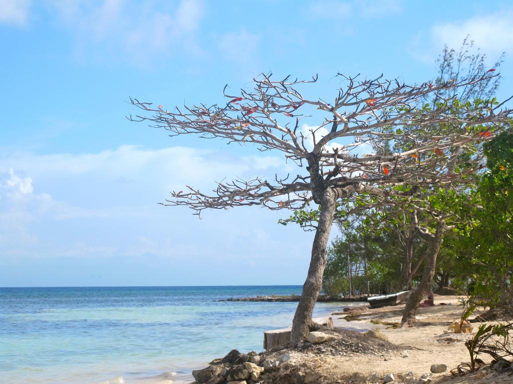 Coral View Beach Resort Utila Exterior photo